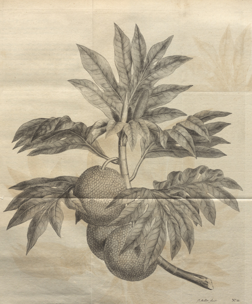 An engraving from John Hawkesworth's An account of the voyages undertaken by the order of his majesty for making discoveries in the Southern Hemisphere published in 1773. It shows a detailed look at a breadfruit specimen taken from Tahiti.